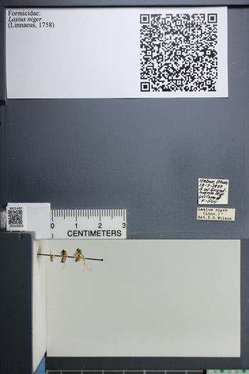 Media type: image;   Entomology 533203